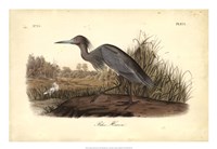 Framed Audubon's Blue Heron