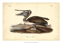 Framed Audubon's Brown Pelican