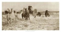 Framed Horses Bathing