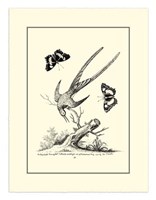 Framed B&W Longtailed Hummingbird  (1742)