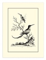 Framed B&W Grt. & Less. Hummingbird (1742)
