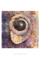 Framed Seashell-Snail