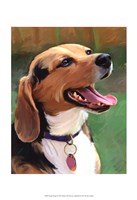 Framed Beagle-Beagle