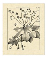 Framed Vintage Botanical Study I