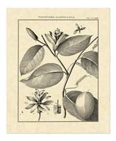 Framed Vintage Botanical Study III
