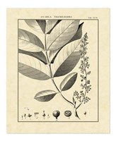 Framed Vintage Botanical Study VI