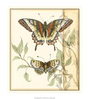 Framed Tandem Butterflies II
