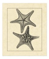 Framed Antique&Deckle Vintage Starfish II
