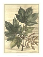 Framed Weathered Maple Leaves II