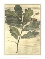 Framed Weathered Oak Leaves II