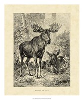 Framed Vintage Moose or Elk