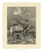 Framed Vintage Roe Deer II