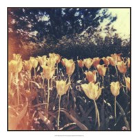 Framed Tulipa Exposta III