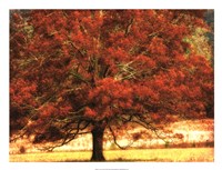 Framed Autumn Oak I