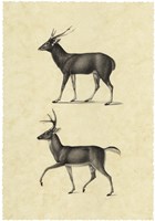 Framed Vintage Deer II