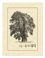 Framed Vintage Tree IV