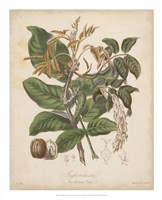 Framed Botanicals VI