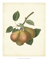Framed Plantation Pears I