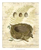Framed Melodic Nest & Eggs I