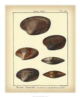 Framed Venus Shells, Pl.281
