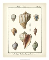 Framed Volute Shells, Pl.384