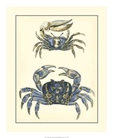 Framed Antique Blue Crabs II
