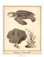Framed Sea Turtle Study II
