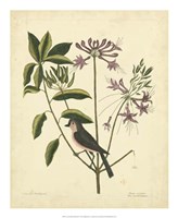 Framed Bird & Botanical I