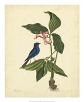 Framed Bird & Botanical IV