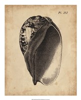 Framed Vintage Diderot Shell IV