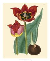 Framed Elegant Tulips II