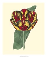 Framed Antique Tulip III