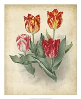 Framed Tulip Florilegium