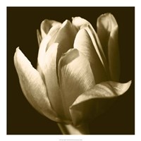 Framed Sepia Tulip II