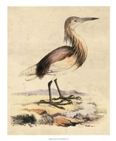 Framed Antique Heron I