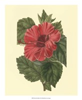 Framed Chinese Rose Mallow