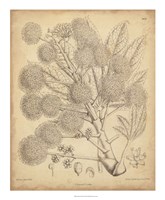 Framed Vintage Curtis Botanical IV