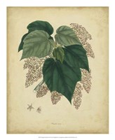 Framed Botanical VII