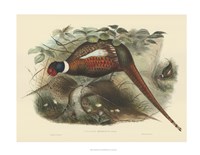 Framed Pheasants II