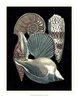 Framed Seashell Anthology II