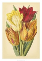 Framed Tulip Array II