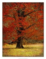 Framed Autumn Oak II