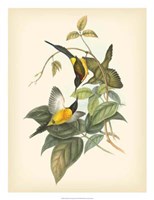 Framed Birds of the Tropics IV