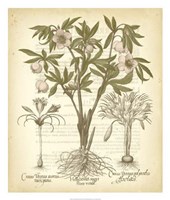 Framed Tinted Besler Botanical I