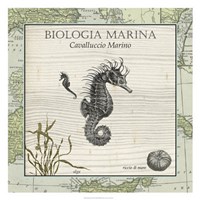 Framed Biologia Marina III