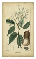 Framed Vintage Turpin Botanical I