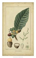 Framed Vintage Turpin Botanical IV