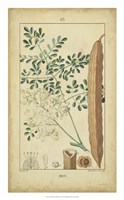 Framed Vintage Turpin Botanical V