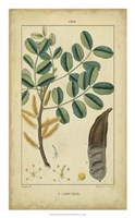 Framed Vintage Turpin Botanical VII