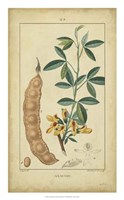 Framed Vintage Turpin Botanical VIII